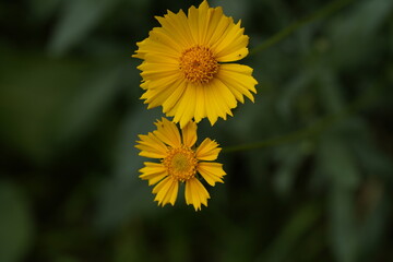 yellow valentine sunflower