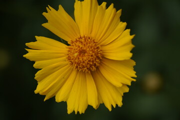 yellow valentine sunflower