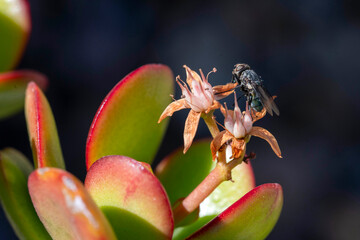 Jade Plant flowers (Crassula ovata)