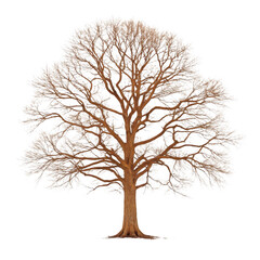 Obraz premium A bare oak tree stands tall on a transparent background transparent background