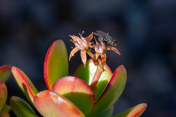 Jade Plant flowers (Crassula ovata)