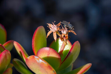 Jade Plant flowers (Crassula ovata)