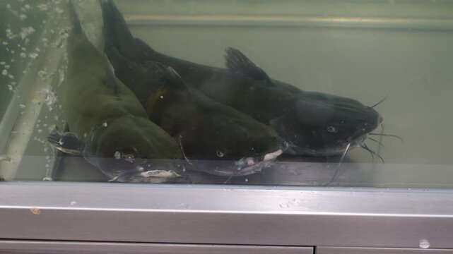 Three fish are in a tank, one of which is a catfish. The tank is in a store and the fish are on display