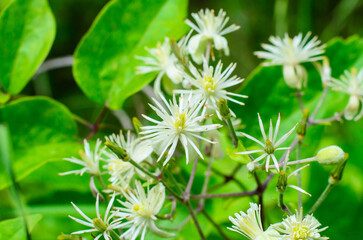 Closeup of cluster of white flowers with yellow centers and green leaves