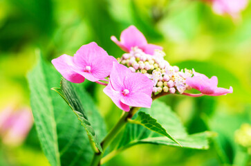 Delicate pink hydrangea blossoms closeup with bright green leaves background