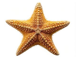 Fresh Jabuticaba Fruits Arranged on a Wooden Cutting Board Surface