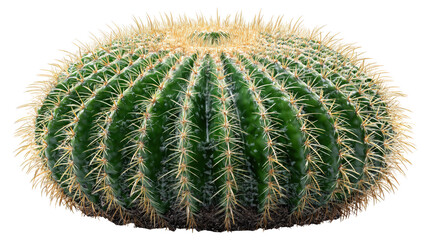 Golden Barrel Cactus Echinocactus Grusonii with Spines and Ribs Desert Plant Isolated