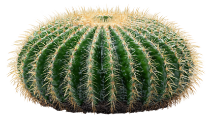 Golden Barrel Cactus Echinocactus Grusonii with Spines and Ribs Desert Plant Isolated