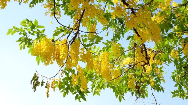 A tree with yellow flowers is in the sky. The sky is blue and clear. The tree is full of leaves and flowers
