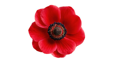 Vibrant Red Anemone Flower Isolated on Transparent Background Floral Beauty