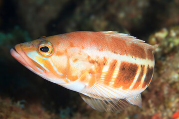 A fish from the North Atlantic, turning around on top of the rocks in our presence.