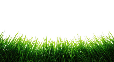 Obraz premium Vibrant green grass blades growing from the ground, isolated on a clean transparent background
