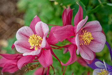Columbine flowers in full bloom