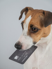 Jack Russell Terrier Dog Holding Credit Card. 