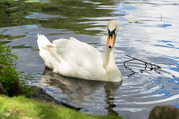 Swan on water