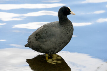 Blesshuhn, Blässralle mit Schwimmhäuten an den Zehen, Zugvogel auf der Roten Liste