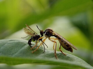 the beetle caught the prey