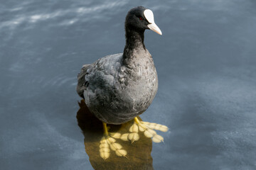 Blesshuhn, Bl&auml;ssralle mit Schwimmh&auml;uten an den Zehen, Zugvogel auf der Roten Liste
