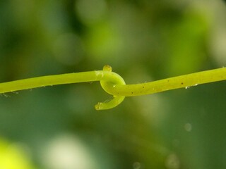 Plants are touched like shaking hands	