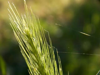 a blade of grass and a spider's web