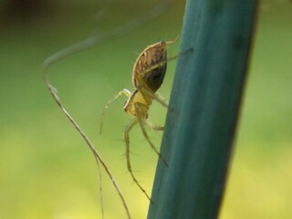 a small spider on a plant