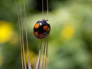a little ladybug walks on the grass