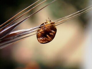 a little ladybug walks on the grass