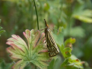 small colorful butterfly in the grass