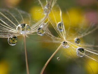 rain drops on the seed of a plant