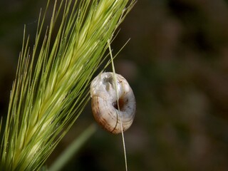 a small snail on green grass
