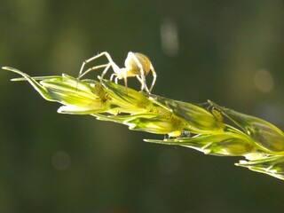 a small spider on a green plant