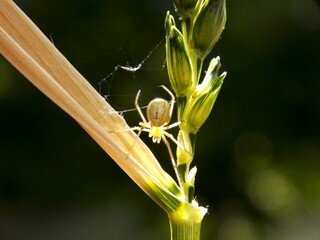 a small spider on a green plant