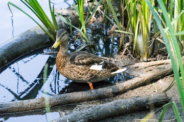 Wildente, Stockente, Artenschutz, Nachhaltigkeit