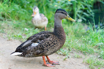 Wildente, Stockente, Artenschutz, Nachhaltigkeit