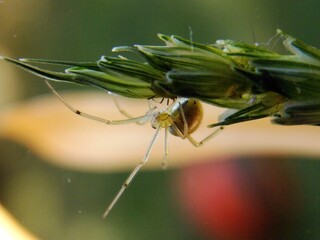 a small spider on a green plant