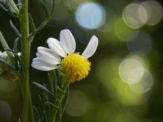 torn petals on a chamomile flower