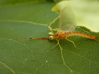 a strange bug with big eyes