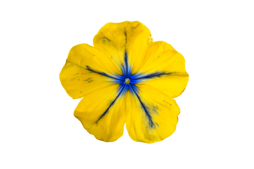a yellow flower with blue center on a white background