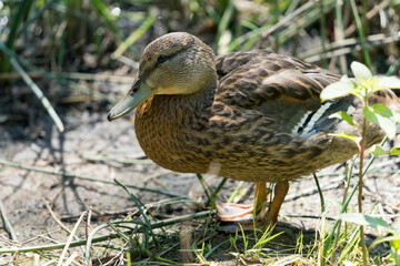 Wildente, Stockente, Artenschutz, Nachhaltigkeit