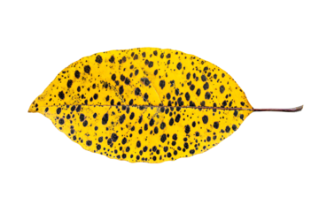a yellow leaf with black spots on it