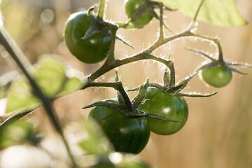 Tomaten frisch und gr&uuml;n