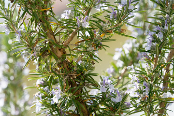 Rosemary blooms purple