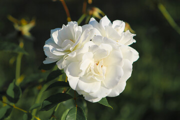 Roses blooming in a park on a bright summer day. Vibrant flowers under natural sunlight surrounded by greenery. Peaceful and colorful outdoor garden scene.