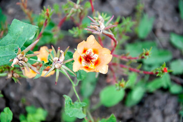 Purslane flower orange close-up in the center in the background buds and green foliage. High...
