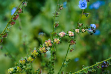 Forget me not flowers turning to seed pods. Floral background. Nature, outdoors.
