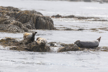 Robben an der K&uuml;ste Islands