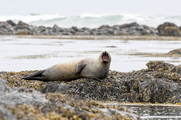 a tired yawning seal