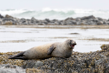 Fototapeta premium a yawning tired seal actually looks like he is laughing