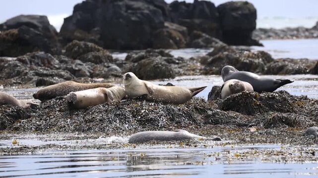 seals at the coast in Iceland