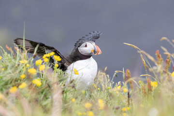 atlantic puffin in yellow flowers